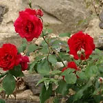 In Saint-beauzire With Garden And Private Terrace * Saint-Beauzire (Haute-Loire)