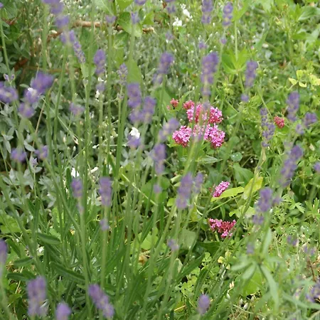 In Beauzire With Garden And Private Terrace