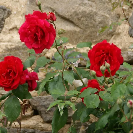 In Saint-beauzire With Garden And Private Terrace * Saint-Beauzire (Haute-Loire)