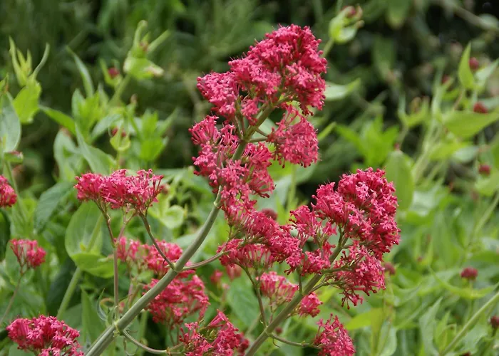 度假居 In Saint-beauzire With Garden And Private Terrace *