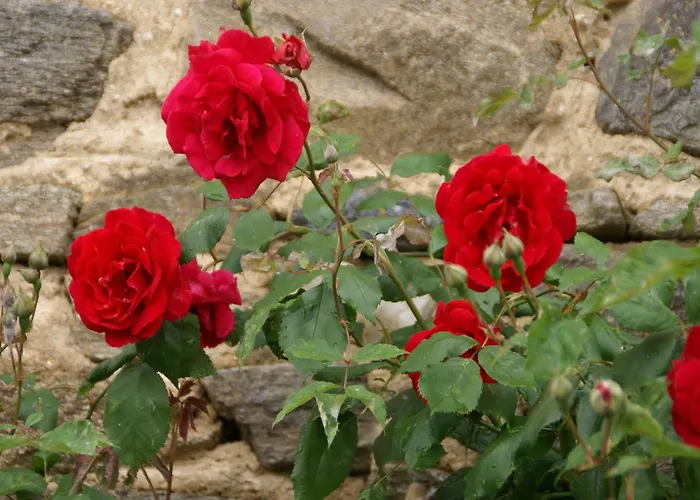 In Saint-beauzire With Garden And Private Terrace * 圣比兹